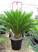 Cycas revoluta. Click to enlarge