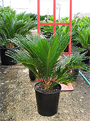 Cycas revoluta. Click to enlarge