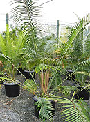 Lepidozamia peroffskyana. Click to enlarge