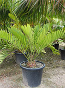 Click to enlarge. Zamia furfuracea - Cardboard "Palm"