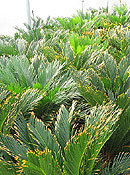 Cycas revoluta 'Aurea'. Click to enlarge