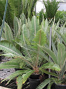 Click to enlarge. Dioon califanoi