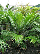 Cycas revoluta x balansae Cycas 'Waverider'. Click to enlarge